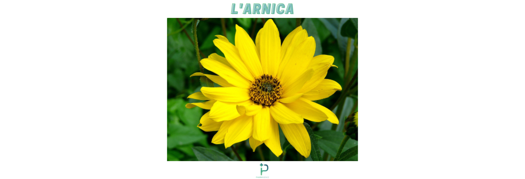 L'ARNICA ET SES MULTIPLES VERTUS